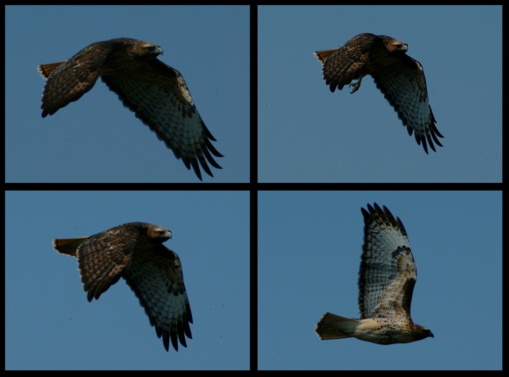 (14) hawk montage.jpg   (1000x740)   201 Kb                                    Click to display next picture